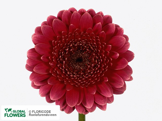 Photo Gerbera mini Sardana.