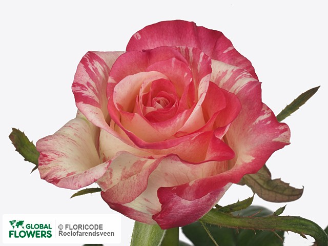 Фото вида Роза крупноцветковая "4u".