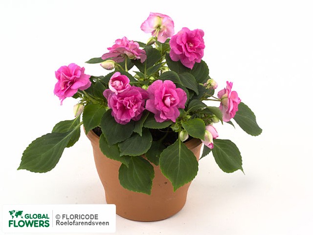 Фото вида Недотрога Уоллера "Heartbeat Hot Pink".