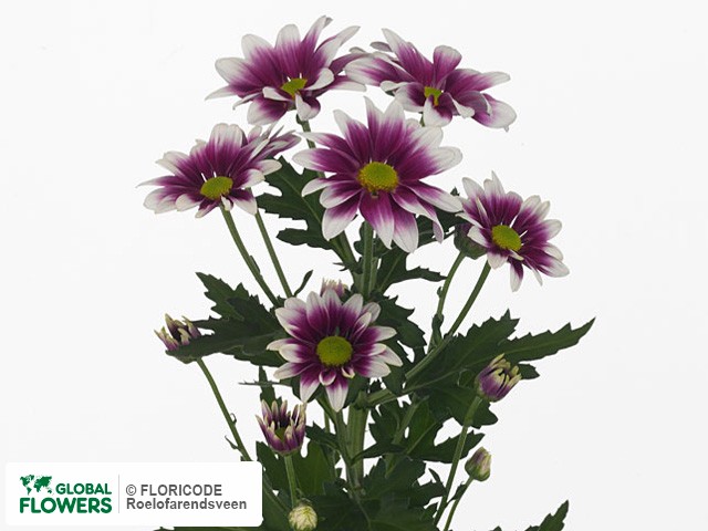 Photo Chrysanthemum (Indicum Grp) tros Matreshka.