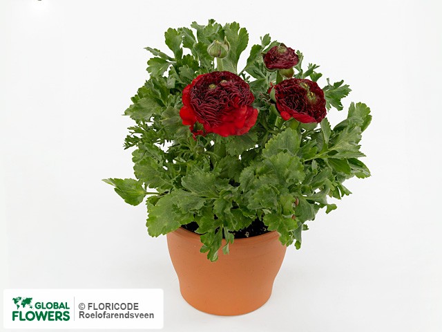 Photo Ranunculus asiaticus Success XXL Flamenco.