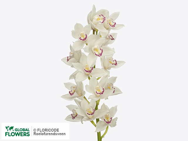 Цимбидиум — фото сортов и видов | Global Flowers