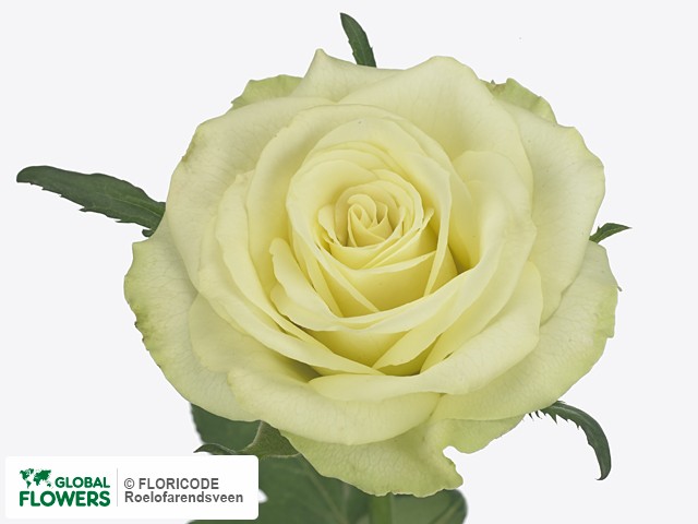 Фото вида Роза мелкоцветная "Green Lizzard".