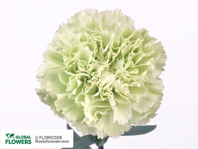 Фото вида Гвоздика "Lady Green".