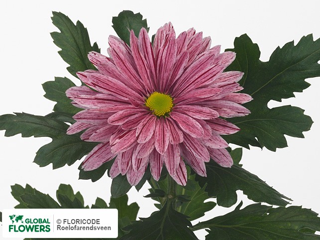 Photo Chrysanthemum (Indicum Grp) geplozen Stellini.