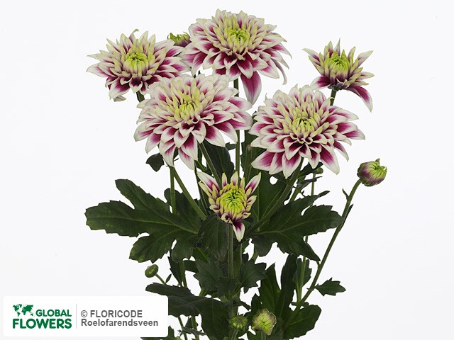 Photo Chrysanthemum (Indicum Grp) tros Potemkin.