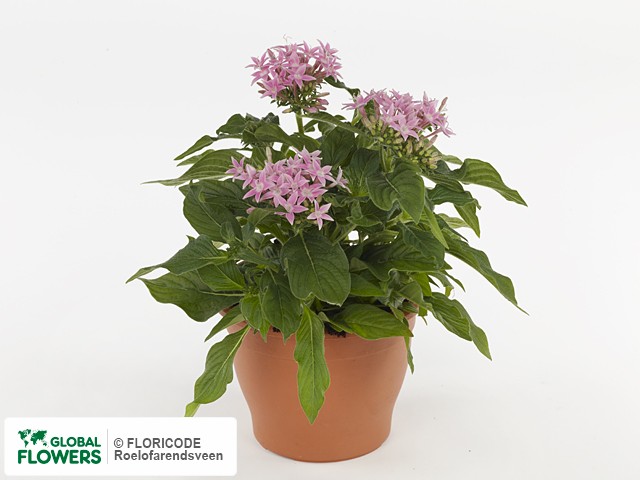 Фото вида Пентас ланцетовидный "Beebright Pink".