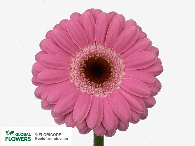 Photo Gerbera mini 'Janet'.