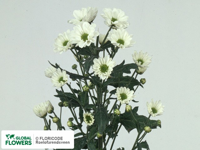 Photo Chrysanthemum (Indicum Grp) tros santini 'Bentley'.