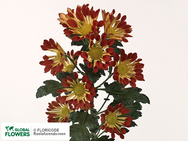 Photo Chrysanthemum (Indicum Grp) tros 'Repulse'.