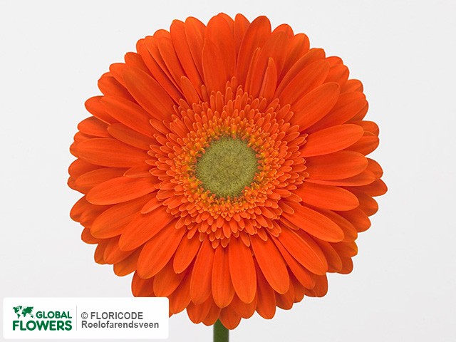 Photo Gerbera grootbloemig 'Firestarter'.