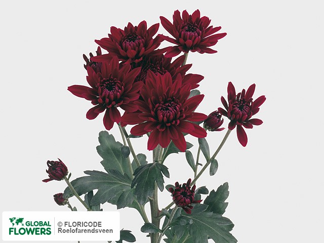 Photo Chrysanthemum (Indicum Grp) tros 'Jaguar Red'.