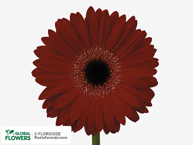 Photo Gerbera grootbloemig 'Ruby Red'.