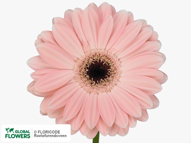 Photo Gerbera grootbloemig 'Tammorra'.