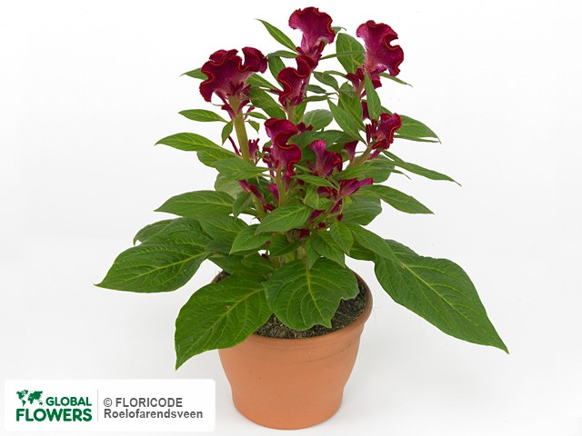 Фото вида Целозия серебристая гребенчатая "Twisted".