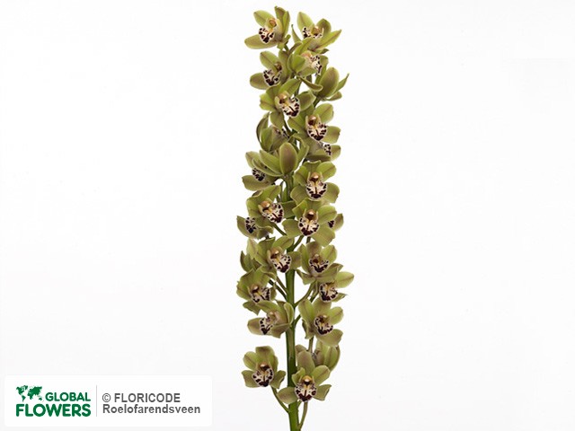 Фото вида Цимбидиум мини "Amesbury Greenland".