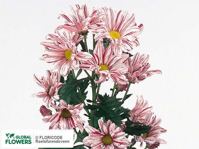 Photo Chrysanthemum (Indicum Grp) tros Artist Pink.