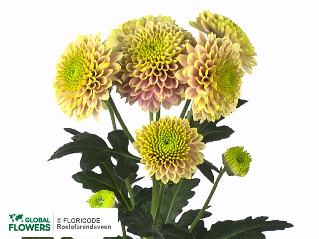 Photo Chrysanthemum (Indicum Grp) tros santini 'Jeanny Salmon'.