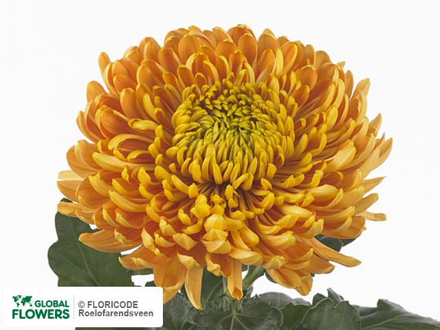 Photo Chrysanthemum (Indicum Grp) geplozen 'Princess Armgard Brons.