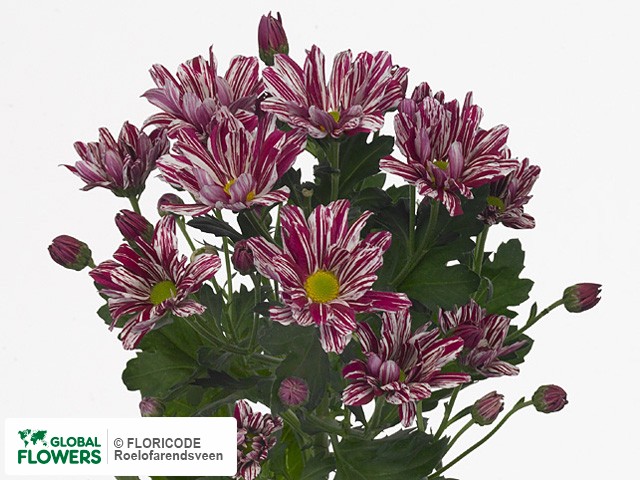 Photo Chrysanthemum (Indicum Grp) tros 'Bernini'.