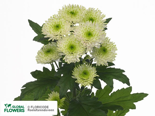 Photo Chrysanthemum (Indicum Grp) tros 'Arras'.