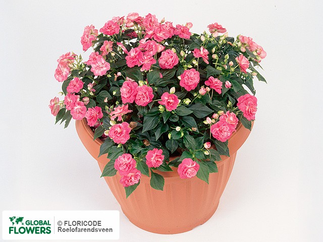 Фото вида Недотрога Уоллера "Fiesta Ole Stardust Pink".