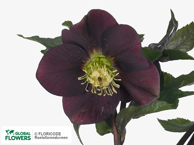 Photo Helleborus orientalis 'Queens Red' Helleborus orientalis 'Queens Red'