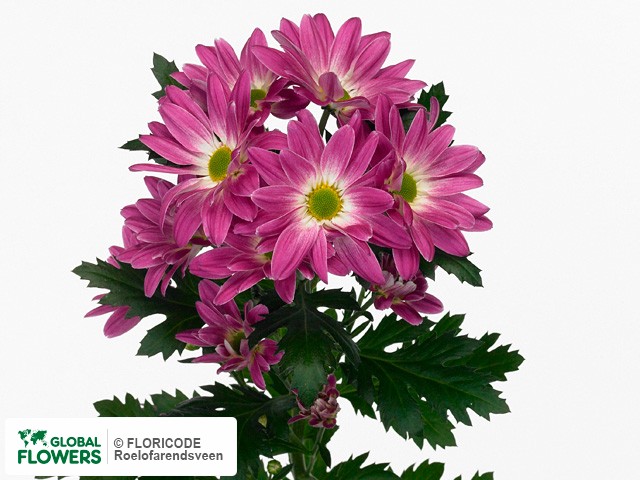 Photo Chrysanthemum (Indicum Grp) tros Doeschka.