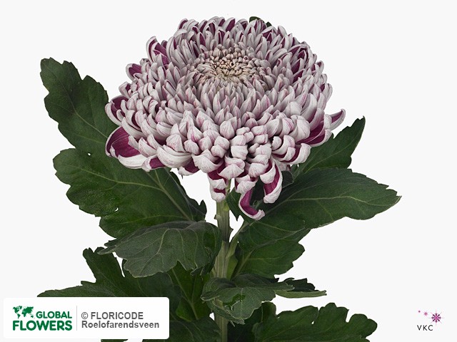 Chrysanthemum (Indicum Grp) geplozen 'Gilbert Leigh Silver'