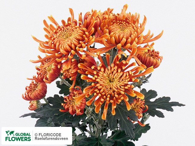 Photo Chrysanthemum (Indicum Grp) tros 'Lameet Brons'.