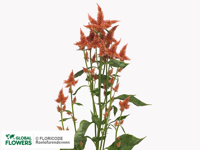 Фото вида Целозия серебристая "Celway Terracotta".