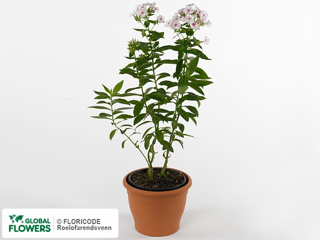 Фото вида Флокс метельчатый "White Eye Flame".