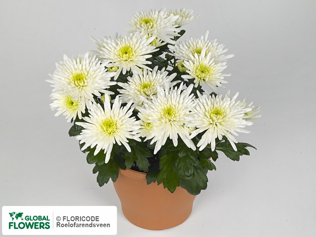 Photo Chrysanthemum (Indicum Grp) Splash Jazzy.