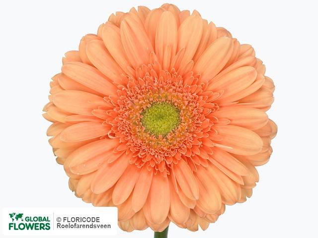 Photo Gerbera grootbloemig 'Avignon'.