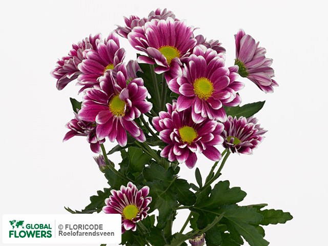 Photo Chrysanthemum (Indicum Grp) tros 'Sound'.