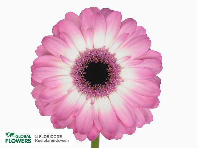 Photo Gerbera mini 'Candy'.