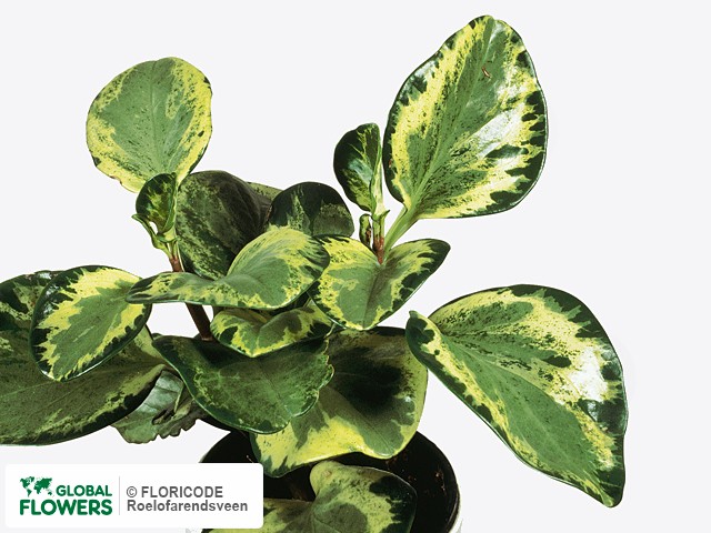 Фото вида Пеперомия туполистная "Green Gold".