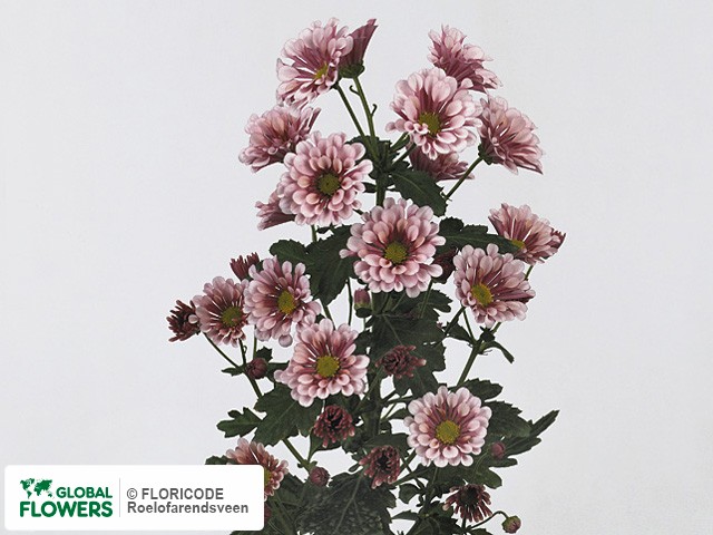 Photo Chrysanthemum (Indicum Grp) tros Biarritz.