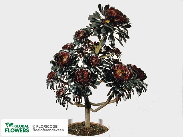 Фото вида Эониум древовидный "Atropurpureum".