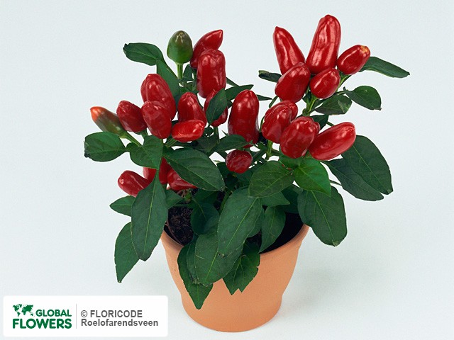 Photo Capsicum annuum 'Karneval Red'.