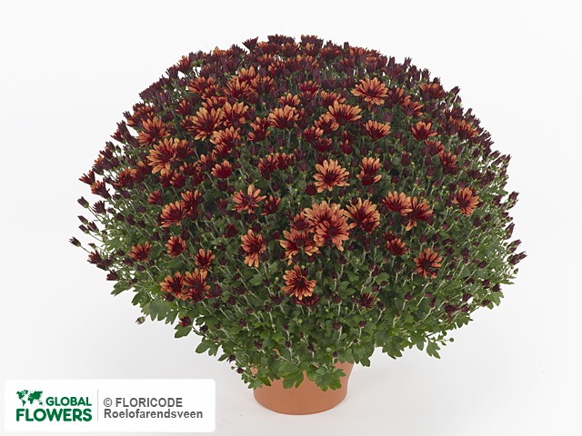 Фото вида Хризантема индийская "Belgian Mums Aduro Orange".