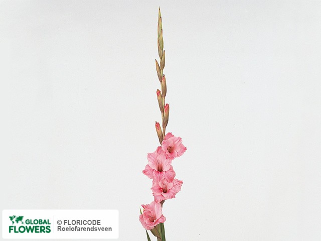 Photo Gladiolus (Large-flowered Grp) 'Pentera'.
