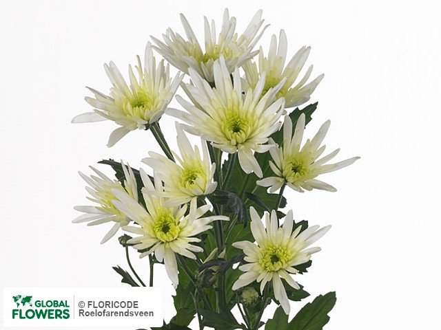 Photo Chrysanthemum (Indicum Grp) tros 'Delianne White'.