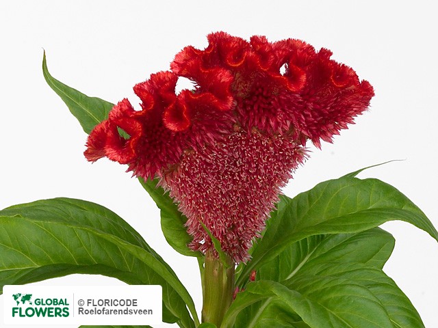 Фото вида Целозия серебристая гребенчатая "Red Flame".