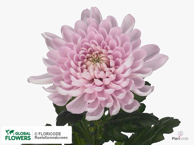 Фото вида Хризантема одноголовая "Aljonka".