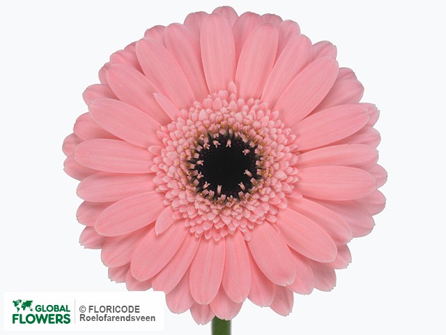 Photo Gerbera mini Terra Girly.