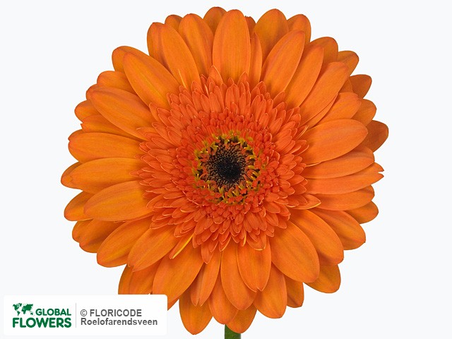 Photo Gerbera grootbloemig 'Crusader'.