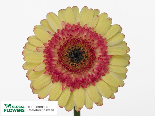 Photo Gerbera mini 'Vampire'.