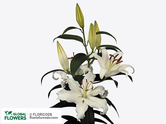 Photo Lilium (Oriental Grp) 'Helvetia'.