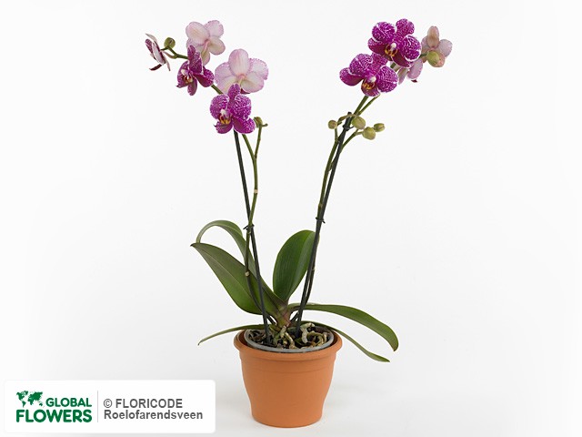 Фаленопсис "Multifloratypes Floriclone Current Affairs"